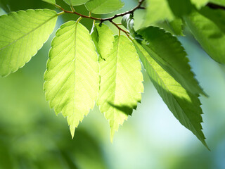 新緑のケヤキの葉