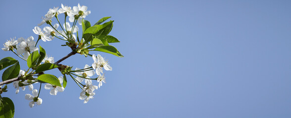 Blossoming branch of cherry tree on blue sky background, banner