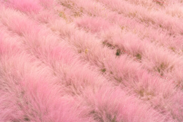 Pink hairawn muhly, Muhlenbergia capillaris, perennial tufted ornamental grass with narrow long leaves and small red to pink flowers with awns on elongate panicle with filiform spreading branches