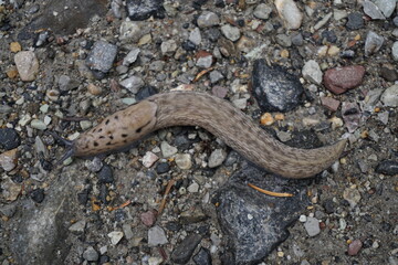 closeup of a camouflage slug looking like wood  on the trail