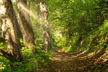 Weg, Waldlandschaft mit Sonnenstrahlen