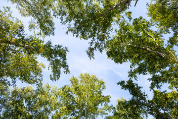 Low angle view of birch forest in spring