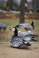 black and white duck, Barnacle goose, Branta leucopsis, single feral goose resting