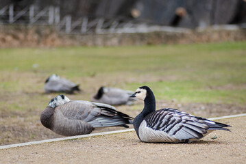 Fototapeta premium black and white duck, Barnacle goose, Branta leucopsis, single feral goose resting