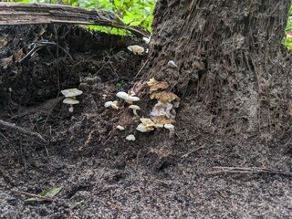 mushrooms on tree