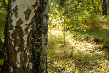 young growth and old birch in the autumn forest
