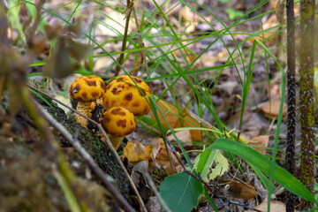 Close-Up Of Mushroom Growing On Tree Stump