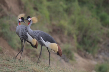 two african crowned cranes with one whispering to its mate
