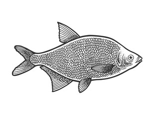 freshwater carp bream fish sketch engraving vector illustration. T-shirt apparel print design. Scratch board imitation. Black and white hand drawn image.