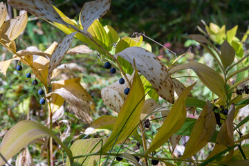 black berries on a bush in the autumn forest