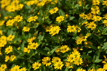 yellow flowers blossom in the garden