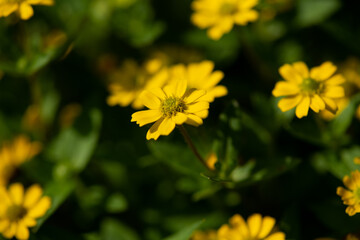 Obraz premium yellow flowers blossom in the garden