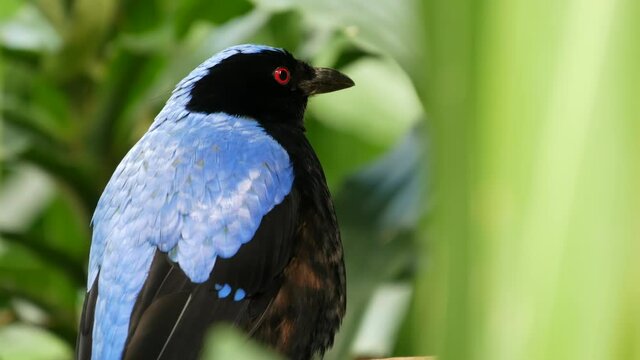 Fairy bluebird in tropical rainforest. Exotic extraordinary asian wild bird in green lush foliage. Colorful blue plumage of Irena. Vivid vibrant azure feathers. Tree canopy in jungle paradise forest.