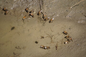 closeup of a bunch of  bees drinking in a puddle with some flying