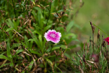 Pink Dianthus flowers blossom in the garden