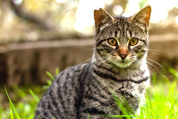 Portrait of a funny beautiful fluffy cat with green eyes outdoors, pets.