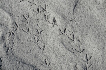 closeup of prints of tiny birds in the grey mud