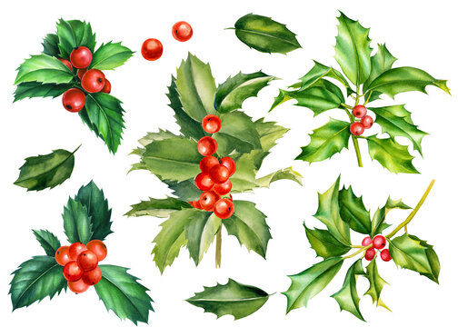 Set of branches, leaves, holly berries on a white background, watercolor botanical illustration, vintage elements