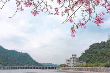 Nantou Jiji, Taiwan: Oct. 3, 2020 Floss silk Tree Scene like Cherry Tree