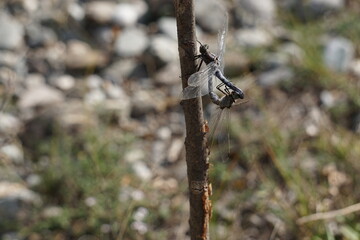 closeup of a couple of dragonflies mating on a tree branch with the sun shining in their wings