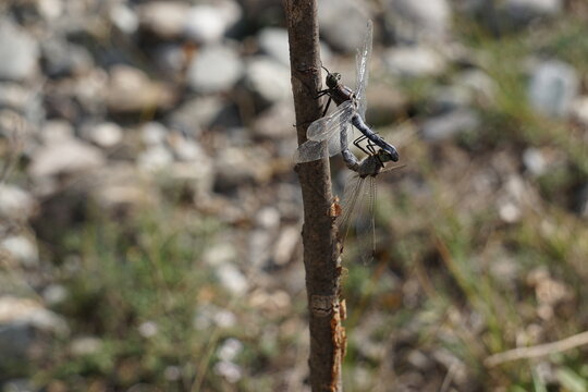 closeup of a couple of dragonflies mating on a tree branch with the sun shining in their wings - Powered by Adobe