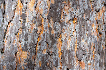 trunk of an old thick pine tree on a sunny day