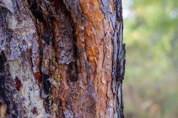 trunk of an old thick pine tree on a sunny day
