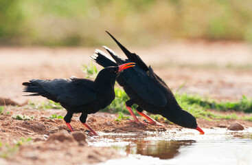 Red-billed Chough, Pyrrhocorax pyrrhocorax
