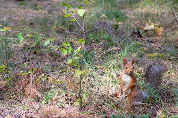 curious little squirrel in the autumn forest
