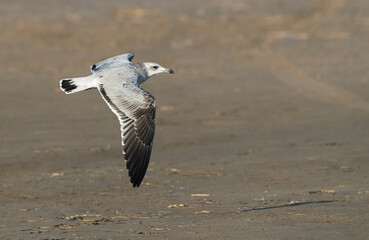 Audouin's Gull, Ichthyaetus audouinii