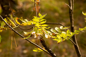 yellow leaf on tree in autumn forest