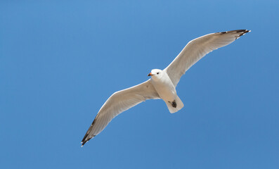 Audouin's Gull, Ichthyaetus audouinii