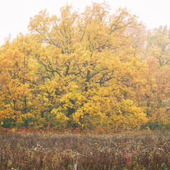 Fototapeta premium Old oak with yellow leaves in a mysterious autumn fog. Autumn landscape with fog