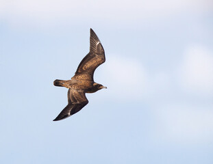 Great Skua, Catharacta skua