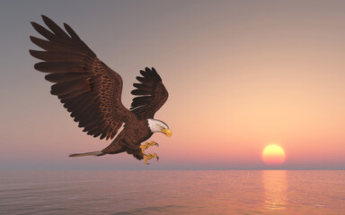 Fototapeta na wymiar Seeadler bei Sonnenuntergang über dem Meer