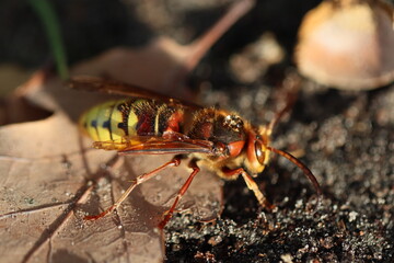 macro of a fly