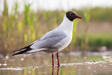 Kokmeeuw, Common Black-headed Gull, Croicocephalus ridibundus