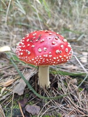 fly agaric mushroom