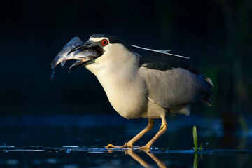 Black-crowned Night Heron, Nycticorax nycticorax