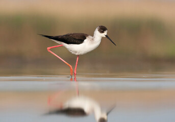 Steltkluut, Black-winged Stilt, Himantopus himantopus