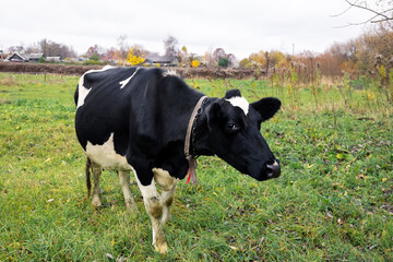 One spotted black and white cow grazes in a green meadow in the countryside. Autumn landscape with cattle. Home keeping of a dairy cow