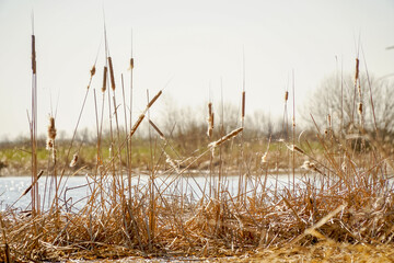 Dry swamp grass. Ripe dry cattail on the lake