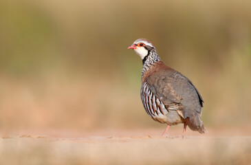 Rode Patrijs, Red-legged Partridge, Alectoris rufa