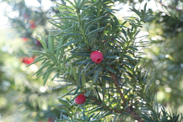 Fototapeta premium berries on a tree, Christmas tree