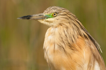 Ralreiger, Squacco Heron, Ardeola ralloides