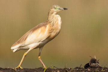 Ralreiger, Squacco Heron, Ardeola ralloides