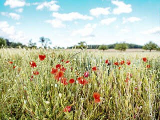 Ein Blumenfeld im Frühling, Baden-Württemberg