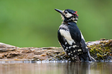 Grote Bonte Specht, Great Spotted Woodpecker, Dendrocopos major