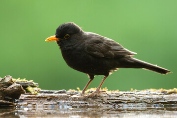 Merel, Eurasian Blackbird, Turdus merula