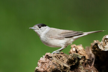 Zwartkop, Blackcap, Sylvia atricapilla